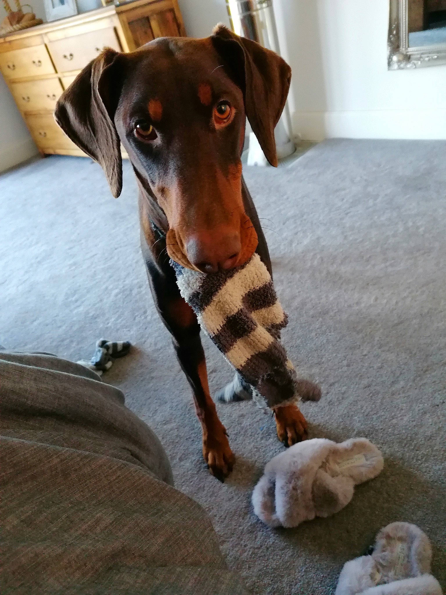 Pheonix joined the competition — help win amazing prizes! cabinetry, carnivore, collar, companion_dog, dog, dog_breed, dog_clothes, dog_collar, dog_supply, fawn, flooring, fur, liver, pet_supply, pinscher, snout, sporting_group, toy, whiskers, working_animal