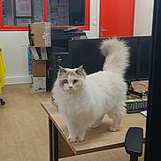 Belle a rejoint le concours — aidez-le/la à gagner de superbes lots ! boxes, cat, chair, computer, curious, desk, domestic_animal, fluffy, indoor, keyboard, monitor, office, paws, pet, portrait, red_door, tail, white_cat, window, wooden_floor