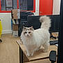 boxes, cat, chair, computer, curious, desk, domestic_animal, fluffy, indoor, keyboard, monitor, office, paws, pet, portrait, red_door, tail, white_cat, window, wooden_floor