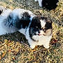 Sky Is The Limit is registered to the contest to win money with this photo: animal, black_and_white, cat, curious, cute, dog, fluffy, fur, grass, ground, mammal, nature, outdoor, pet, playful, puppy, small, sunlight, tongue, young