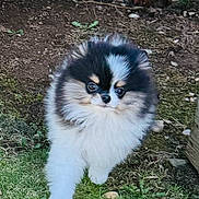 Sky Is The Limit is registered to the contest to win money with this photo: adorable, animal, black_and_white, canine, cute, dog, eyes, fluffy, fur, garden, grass, greenery, ground, nature, outdoor, pet, puppy, small_dog, walking, young