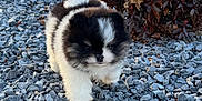 Sky Is The Limit is registered to the contest to win money with this photo: adorable, animal, bark, black_and_white, canine, cute, daylight, dog, fluffy, fur, ground, nature, outdoor, pet, puppy, rocks, shrubbery, small, walking, young
