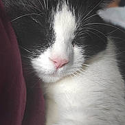 Rick participe au concours pour gagner de l'argent avec cette photo : cat, black_and_white, sleeping, close_up, whiskers, fur, pet, domestic_animal, cozy, nap, cute, animal, soft, resting, face, feline, indoors, peaceful, snuggle, pink_nose