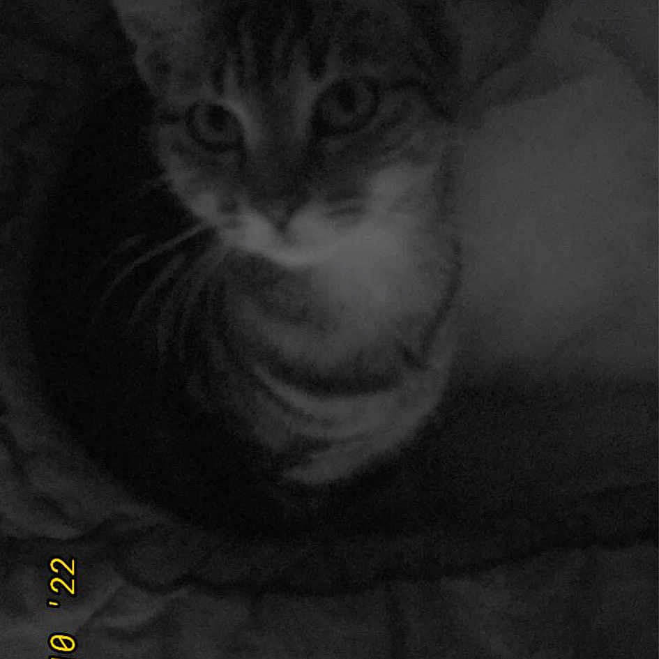 Cacahouète