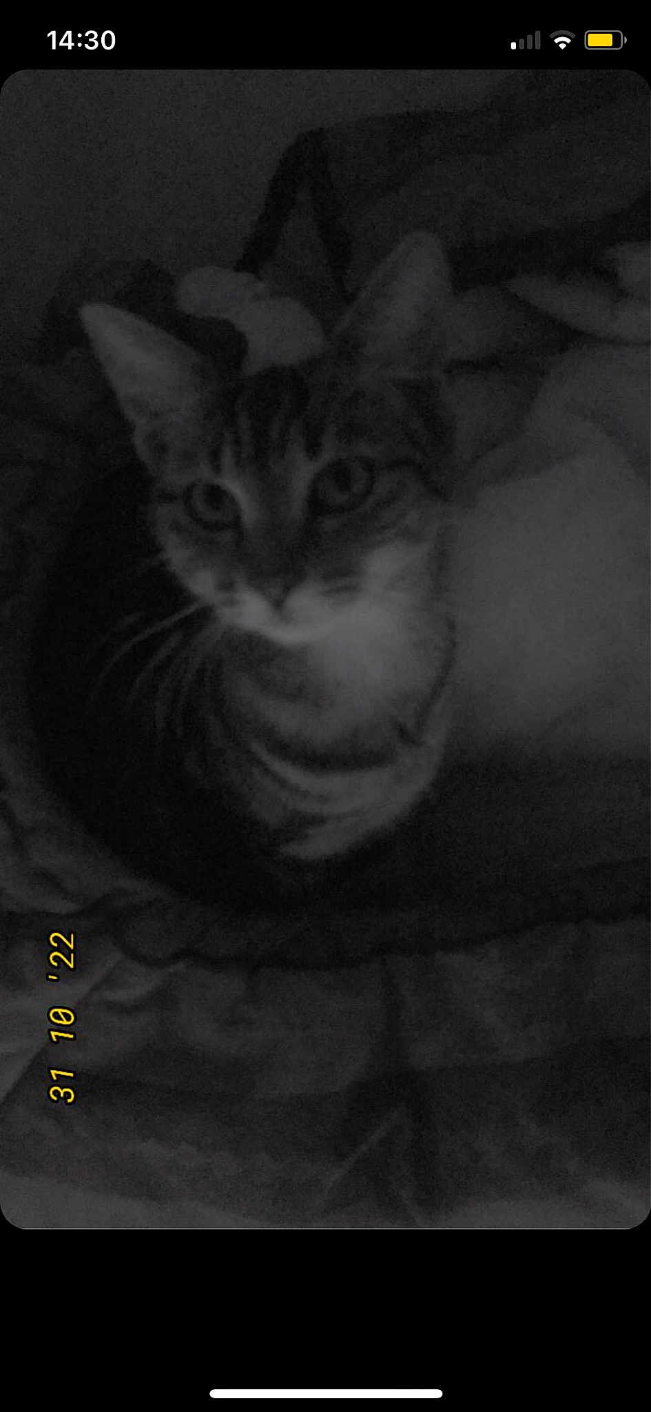 Cacahouète