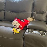 Max Alicea joined the competition — help win amazing prizes! dog, puppy, hoodie, red_hoodie, couch, leather_sofa, plush_toy, banana_toy, tongue_out, pet, indoor, living_room, curtains, window_light, cup_holders, stitching, armrest, small_dog, playful, adorable
