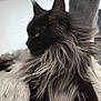Saphir participe au concours pour gagner de l'argent avec cette photo : cat, black_cat, fluffy_fur, long_hair, pet, animal, indoor, feline, soft_texture, relaxed, resting, close_up, whiskers, profile_view, yellow_eyes, majestic, mane, fur_detail, cozy, domestic_animal