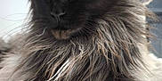 Saphir participe au concours pour gagner de l'argent avec cette photo : cat, long_hair, black_fur, gray_fur, yellow_eyes, pet, animal, close_up, whiskers, feline, indoor, fluffy, portrait, face, ears, mammal, domestic_animal, cute, fur, alert