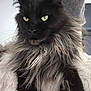 cat, long_hair, black_fur, gray_fur, yellow_eyes, pet, animal, close_up, whiskers, feline, indoor, fluffy, portrait, face, ears, mammal, domestic_animal, cute, fur, alert