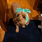 Maggie joined the competition — help win amazing prizes! dog, brown_dog, headband, bunny_ears, pet, indoor, wooden_floor, rug, curious, looking_up, paw, fur, animal, cute, cozy, door_frame, footwear, pajamas, carpet, domestic