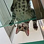 Maïvy a rejoint le concours — aidez-le/la à gagner de superbes lots ! animal, cat, close_up, curious, domestic_animal, ears, feline, fur, glass_table, indoor, indoor_lighting, looking_down, paws, pet, playful, reflection, spotted, table_leg, whiskers, wide_eyes