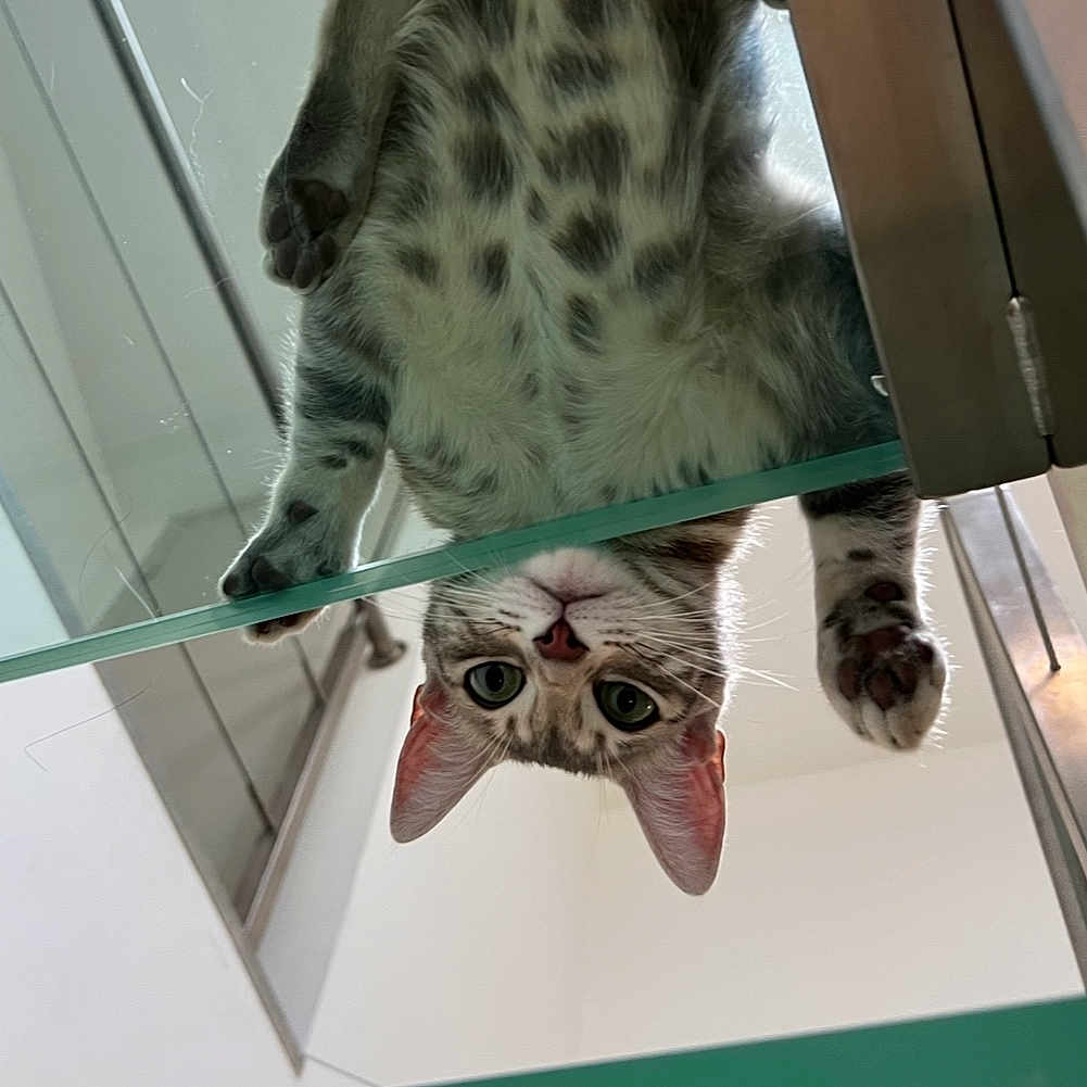 Maïvy a rejoint le concours — aidez-le/la à gagner de superbes lots ! animal, cat, close_up, curious, domestic_animal, ears, feline, fur, glass_table, indoor, indoor_lighting, looking_down, paws, pet, playful, reflection, spotted, table_leg, whiskers, wide_eyes