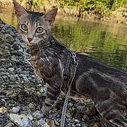 Maïvy participe au concours pour gagner de l'argent avec cette photo : adventure, animal, cat, closeup, curious, daylight, exploration, feline, green_eyes, harness, leash, mammal, nature, outdoor, pet, riverbank, rocks, walking, water, wildlife