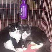 Lelo Y Lela joined the competition — help win amazing prizes! cat, cats, black_and_white, furry, pets, cage, indoor, floor, snuggling, animal, pair, two, fluffy, whiskers, tail, close_together, pink, metal_bars, domestic, cute