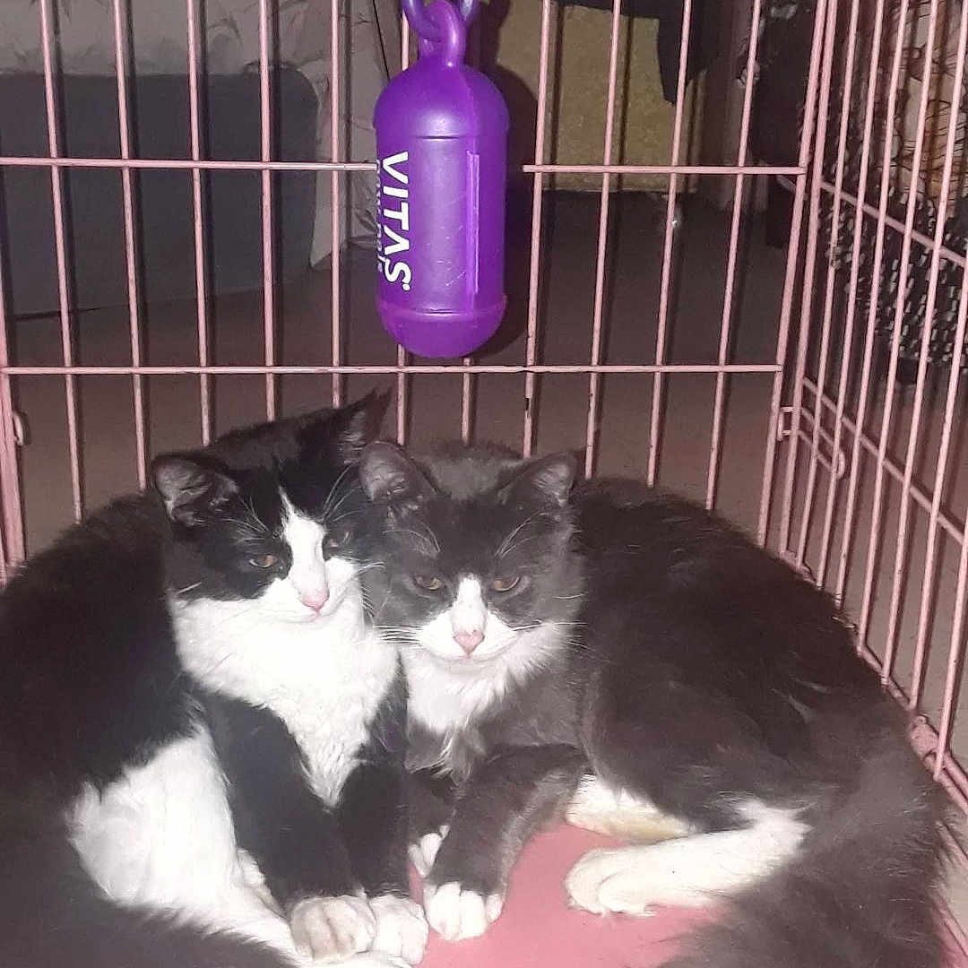 Lelo Y Lela joined the competition — help win amazing prizes! animal, black_and_white, cage, cat, cats, close_together, cute, domestic, floor, fluffy, furry, indoor, metal_bars, pair, pets, pink, snuggling, tail, two, whiskers