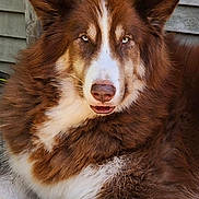 Ruger joined the competition — help win amazing prizes! animal, brown, canine, closeup, companion, dog, ears, eyes, fence, fluffy, fur, laying, muzzle, nose, outdoor, pet, portrait, resting, white, wood
