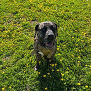 Rory joined the competition — help win amazing prizes! dog, outdoor, grass, flowers, yellow_flowers, sunlight, harness, pet, animal, nature, happy, spring, greenery, canine, field, daylight, smiling, mammal, cute, portrait