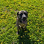 dog, outdoor, grass, flowers, yellow_flowers, sunlight, harness, pet, animal, nature, happy, spring, greenery, canine, field, daylight, smiling, mammal, cute, portrait