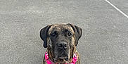 Rory is registered to the contest to win money with this photo: dog, brindle, pink_harness, pavement, outdoor, pet, animal, sitting, looking, attentive, court, empty, daylight, canine, fur, ears, nose, paws, collar, tag