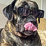 dog, brindle, sunglasses, tongue, indoor, couch, pet, animal, closeup, muzzle, relaxed, cute, funny, portrait, canine, leisure, household, furniture, nose, playful
