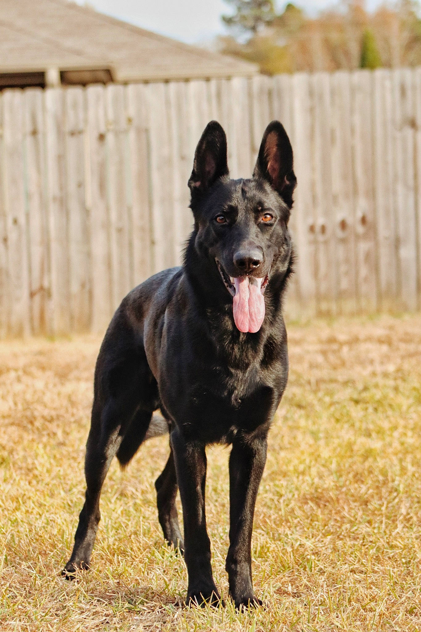 Ruger joined the competition — help win amazing prizes! canidae, carnivore, companion_dog, dog, dog_breed, fence, grass, guard_dog, happy, herding_dog, home_fencing, hunting_dog, non_sporting_group, plant, sky, sporting_group, terrestrial_animal, tree, working_animal, working_dog