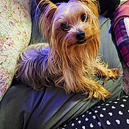 Scooter is registered to the contest to win money with this photo: dog, yorkshire_terrier, pet, cute, fur, small_dog, animal, indoors, blanket, fabric, pattern, curious, looking_up, sitting, cozy, companion, domestic_animal, long_hair, ears, snout