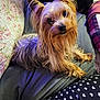 dog, yorkshire_terrier, pet, cute, fur, small_dog, animal, indoors, blanket, fabric, pattern, curious, looking_up, sitting, cozy, companion, domestic_animal, long_hair, ears, snout