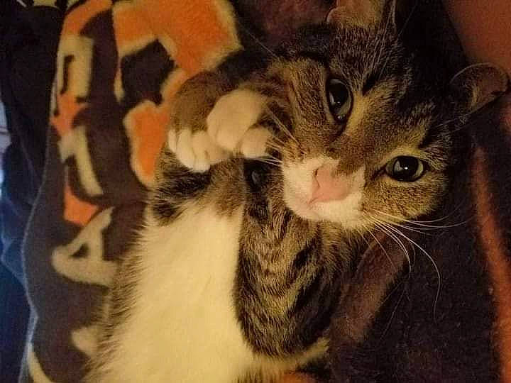 Beanie is registered to the contest to win money with this photo: carnivore, cat, claw, comfort, domestic_short_haired_cat, ear, felidae, fur, paw, small_to_medium_sized_cats, snout, tail, whiskers