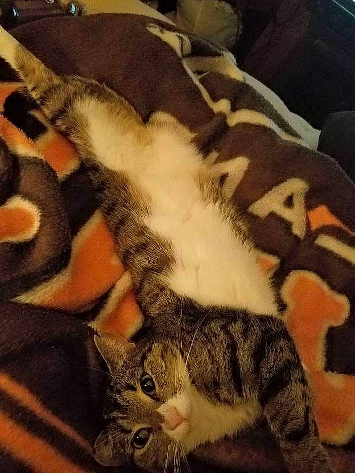 Beanie joined the competition — help win amazing prizes! art, bedding, carnivore, cat, comfort, domestic_short_haired_cat, felidae, fur, grey, linens, nap, pattern, paw, room, small_to_medium_sized_cats, snout, square, tail, textile, whiskers