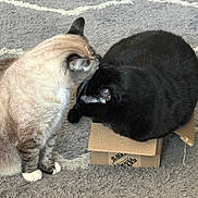 Molli And Vader is registered to the contest to win money with this photo: cat, cats, black_cat, cream_cat, furry, pet, animal, indoors, rug, carpet, cardboard_box, box, hardwood_floor, sitting, lying_down, curious, cozy, home, black_and_white, cute