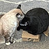 cat, cats, black_cat, cream_cat, furry, pet, animal, indoors, rug, carpet, cardboard_box, box, hardwood_floor, sitting, lying_down, curious, cozy, home, black_and_white, cute