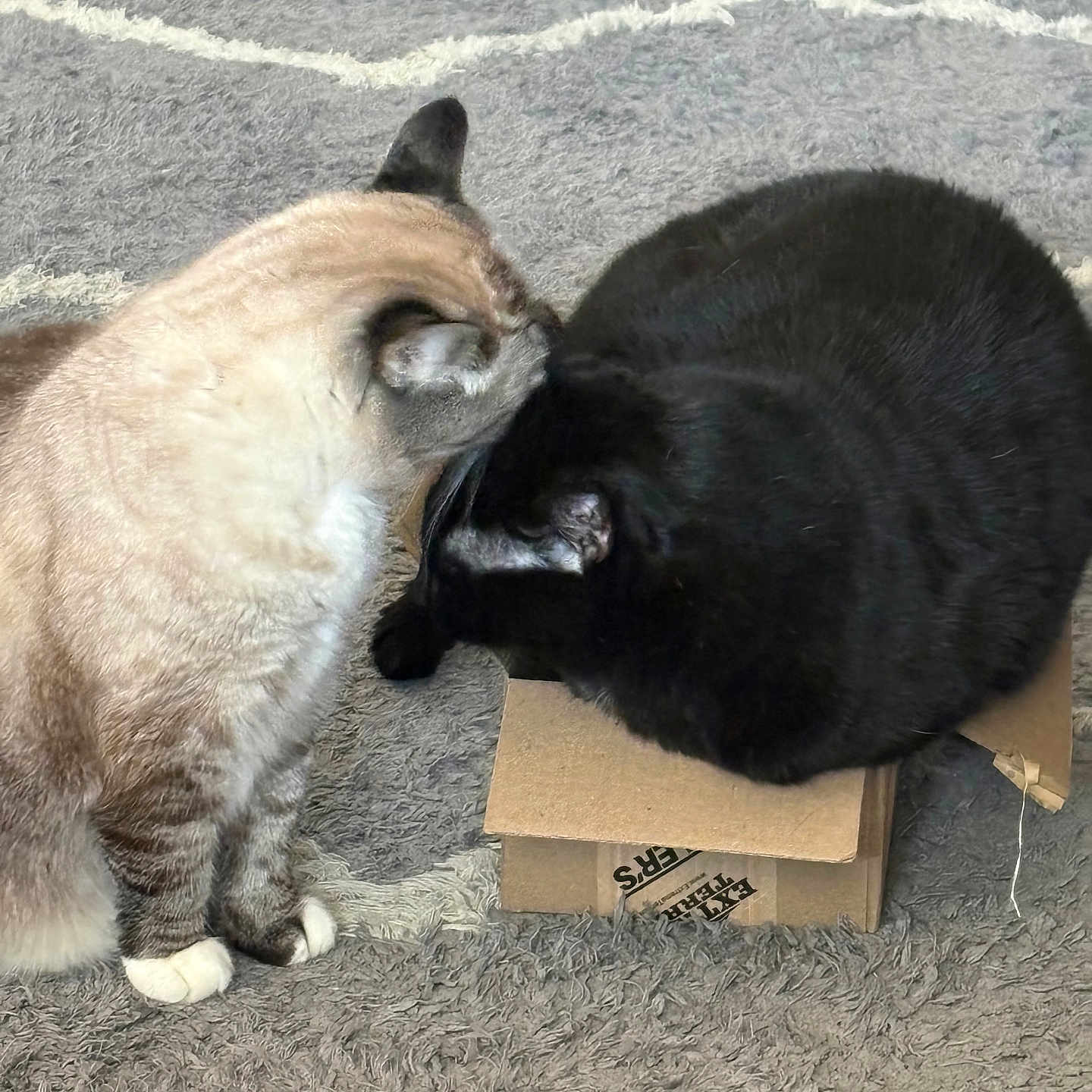 Molli And Vader is registered to the contest to win money with this photo: cat, cats, black_cat, cream_cat, furry, pet, animal, indoors, rug, carpet, cardboard_box, box, hardwood_floor, sitting, lying_down, curious, cozy, home, black_and_white, cute