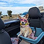 dog, chihuahua, pet, sunglasses, heart_shaped_glasses, car_interior, car_seat, booster_seat, harness, collar, dog_tag, flower_collar, blanket, road, road_trip, convertible, sky, cute, small_dog, passenger