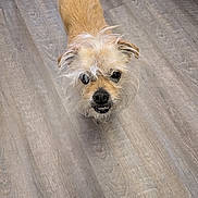 Yogi is registered to the contest to win money with this photo: dog, small_dog, scruffy_dog, pet, fur, brown_fur, black_nose, dark_eyes, toothy_smile, whiskers, looking_up, standing, wooden_floor, indoor, portrait, close_up, curious, companion, adorable, muzzle