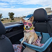 Penny Rose is registered to the contest to win money with this photo: dog, chihuahua, pet, sunglasses, heart_shaped_glasses, car_interior, car_seat, booster_seat, harness, collar, dog_tag, flower_collar, blanket, road, road_trip, convertible, sky, cute, small_dog, passenger