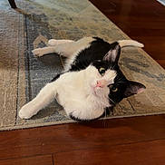 Mouse is registered to the contest to win money with this photo: cat, black_and_white, animal, pet, indoor, rug, floor, wooden_floor, curious, relaxed, laying_down, fur, whiskers, ears, home, cozy, domestic, feline, looking_up, quiet