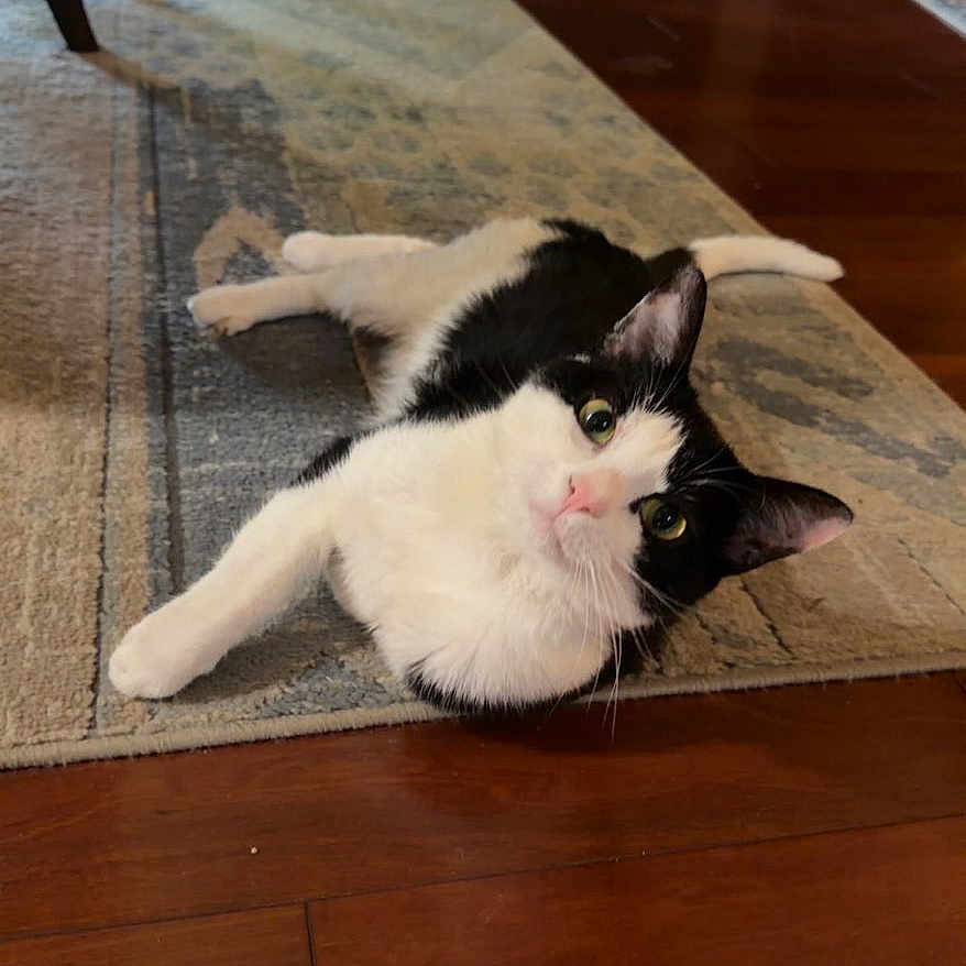 Mouse is registered to the contest to win money with this photo: cat, black_and_white, animal, pet, indoor, rug, floor, wooden_floor, curious, relaxed, laying_down, fur, whiskers, ears, home, cozy, domestic, feline, looking_up, quiet