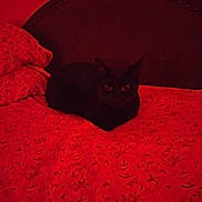 Muu joined the competition — help win amazing prizes! black_cat, cat, bed, blanket, red_lighting, indoor, furniture, pattern, animal, pet, cozy, domestic, resting, headboard, dark, night, eyes, fur, mammal, cute