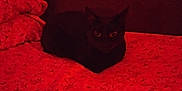 Muu joined the competition — help win amazing prizes! animal, bed, black_cat, blanket, cat, cozy, cute, dark, domestic, eyes, fur, furniture, headboard, indoor, mammal, night, pattern, pet, red_lighting, resting