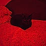 black_cat, cat, bed, blanket, red_lighting, indoor, furniture, pattern, animal, pet, cozy, domestic, resting, headboard, dark, night, eyes, fur, mammal, cute