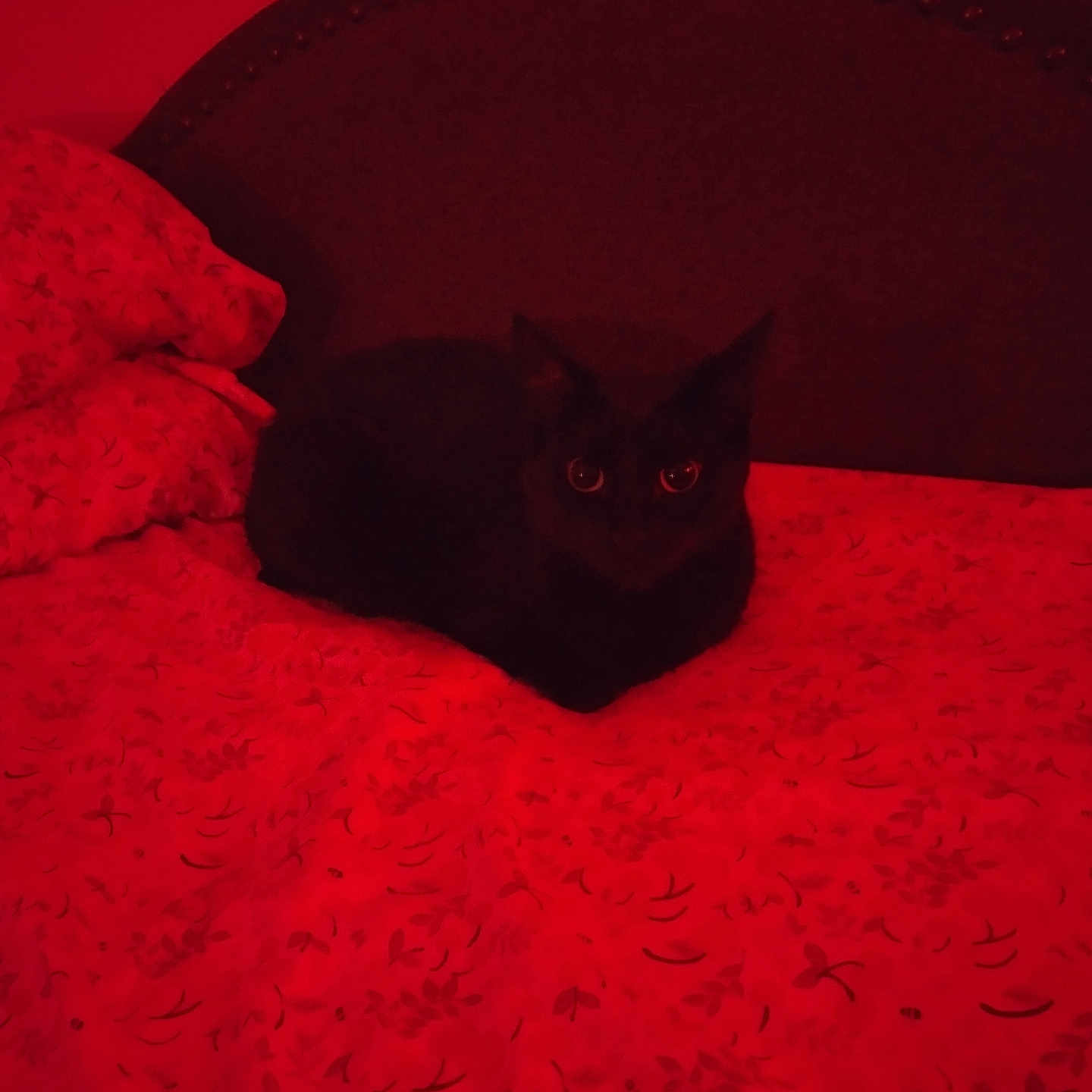 Muu joined the competition — help win amazing prizes! animal, bed, black_cat, blanket, cat, cozy, cute, dark, domestic, eyes, fur, furniture, headboard, indoor, mammal, night, pattern, pet, red_lighting, resting