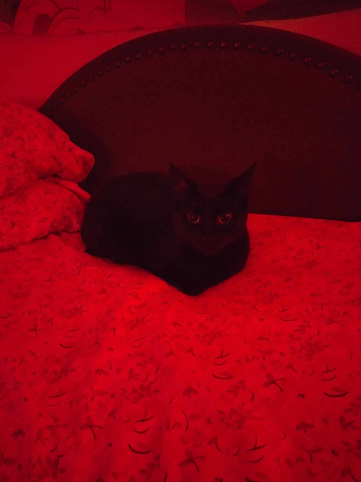 Muu joined the competition — help win amazing prizes! black_cat, cat, bed, blanket, red_lighting, indoor, furniture, pattern, animal, pet, cozy, domestic, resting, headboard, dark, night, eyes, fur, mammal, cute