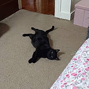 Muu joined the competition — help win amazing prizes! animal, bedspread, black_cat, carpet, cat, curious, cute, domestic, feline, flooring, floral_pattern, furniture, home, indoor, looking, pet, relaxed, room, storage_box, wood_floor