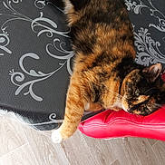 Nutella a rejoint le concours — aidez-le/la à gagner de superbes lots ! cat, tortoiseshell, feline, pet, animal, relaxed, indoor, tablecloth, pattern, red_chair, paw, fur, whiskers, floor, wooden_floor, resting, closeup, side_view, domestic_cat, laying_down