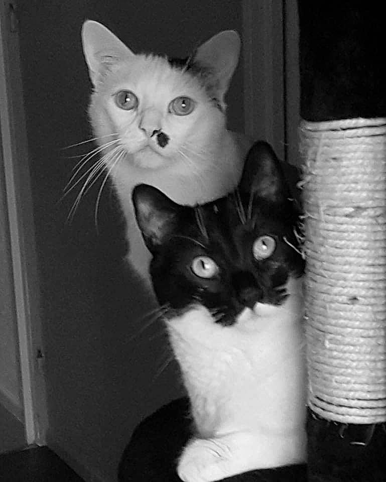 Guimo participe au concours pour gagner de l'argent avec cette photo : asian, black, black_and_white, black_cat, carnivore, cat, domestic_short_haired_cat, european_shorthair, felidae, kitten, mammal, monochrome, monochrome_photography, ojos_azules, polydactyl_cat, small_to_medium_sized_cats, snout, turkish_angora, whiskers, white