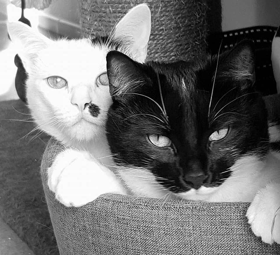 Maco a rejoint le concours — aidez-le/la à gagner de superbes lots ! asian, black, black_and_white, black_cat, carnivore, cat, domestic_short_haired_cat, ear, eye, felidae, fur, kitten, mammal, monochrome, monochrome_photography, small_to_medium_sized_cats, snout, style, whiskers, white