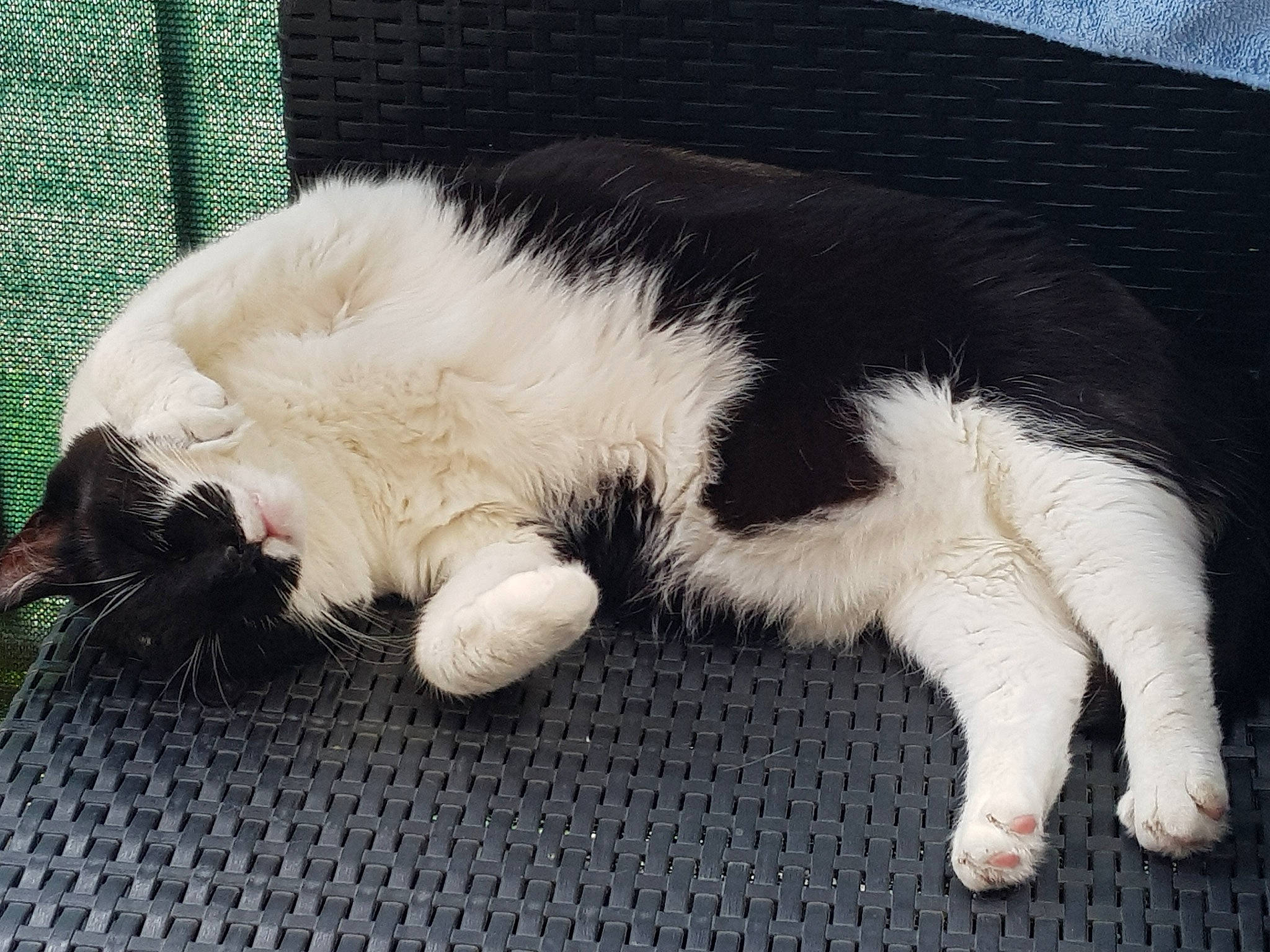 Maco a rejoint le concours — aidez-le/la à gagner de superbes lots ! carnivore, cat, claw, felidae, fur, nap, paw, polydactyl_cat, sleep, small_to_medium_sized_cats, tail, whiskers