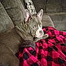 black, blanket, checkered, comfort, couch, cozy, dog, domestic_animal, ears, fabric, fur, home, indoor, living_room, pet, red, relaxed, resting, seated, side_eye