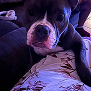 Strom is registered to the contest to win money with this photo: casual, close_up, clothing, dog, ears, expression, face, floral_pattern, headphones, home, indoor, paw, person, pet, purple_lighting, relaxed, snout, socks, sofa, tile_floor