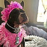 Strom joined the competition — help win amazing prizes! accessory, adorable, animal, collar, costume, cute, decorative, dog, dog_face, domestic_animal, fancy, fashion, fluffy, indoor, pet, pet_accessory, pink_clothing, portrait, sitting, window_light